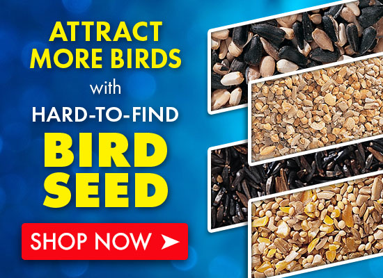 birdseed
