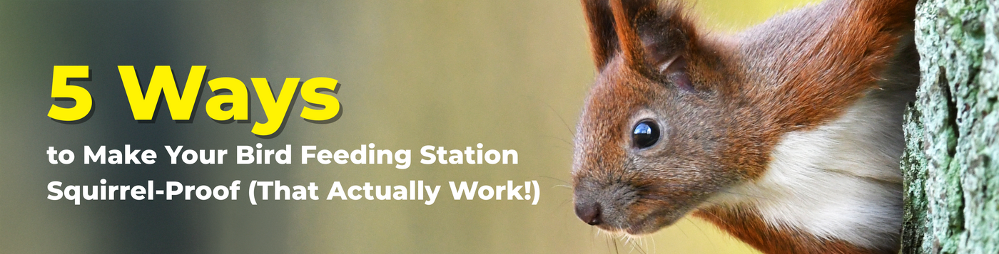 5 Ways to Make Your Bird Feeding Station Squirrel-Proof (That Actually Work!)