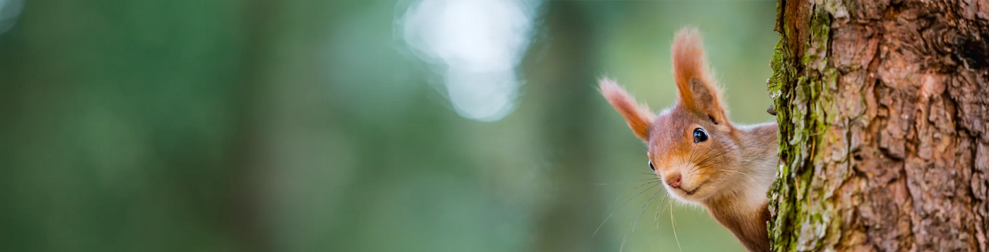 A red squirrel peeks out from behind tree bark in a forest, set against a softly blurred green woodland background.