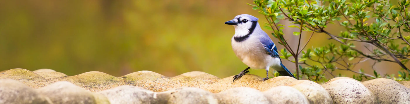 A blue jay perched on a weathered stone surface, surrounded by leafy branches, with a softly blurred background, showcasing nature's serene beauty.