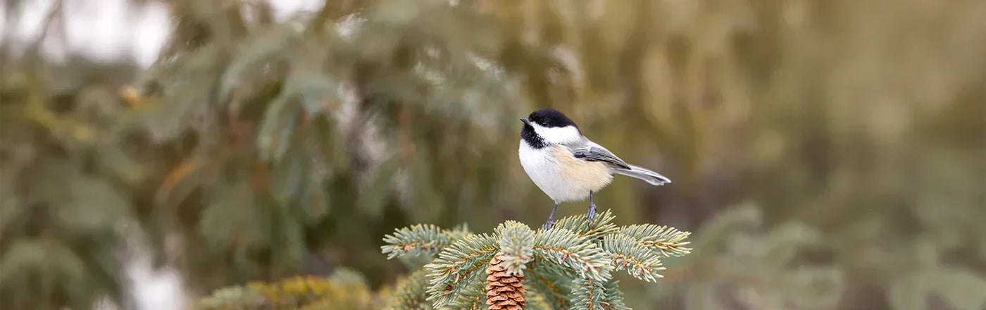 Black Capped Chickadee on a Branch