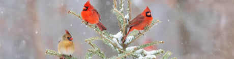 Get Ready for Winter Bird Feeding