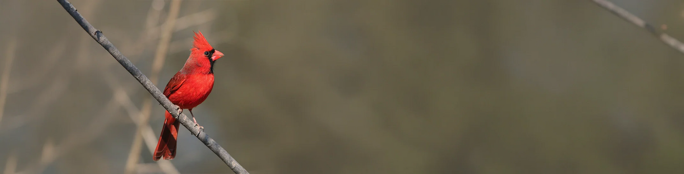 Learn How to Attract Cardinals to Your Yard