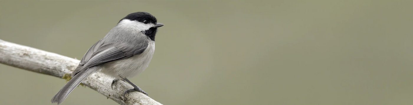 A small songbird with a grey body, white cheeks, and a black cap and bib, resembling a chickadee, perched on a thin branch.