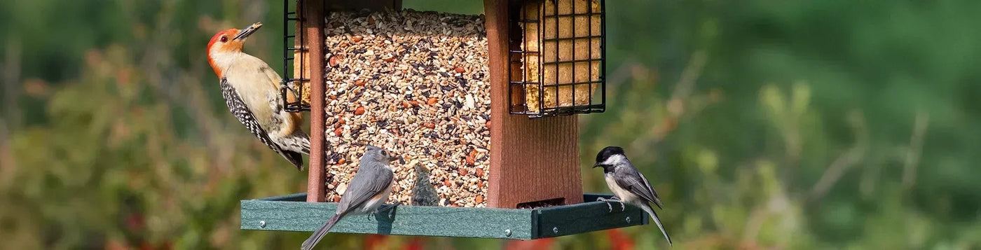 Birdfeeder with a Woodpecker, chickadee and titmouse eating seed and suet with a green background.
