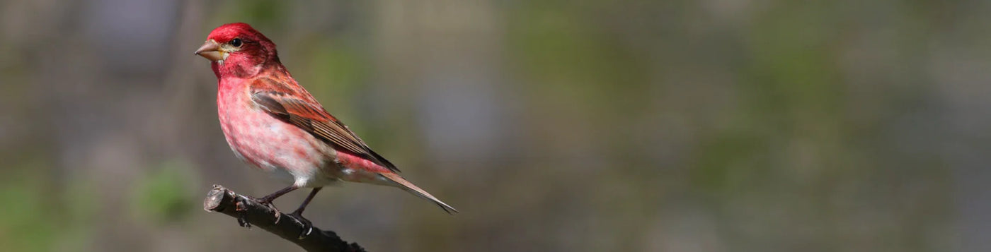 Male finch with rosy-red head and breast, perched on a thin branch, displaying darker wings and tail, and a conical bill for seeds.