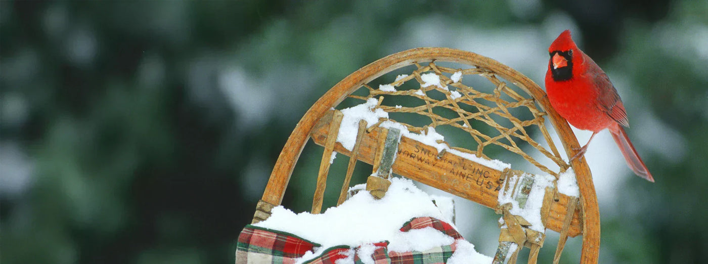 Cardinal perched on a old snowshoe.
