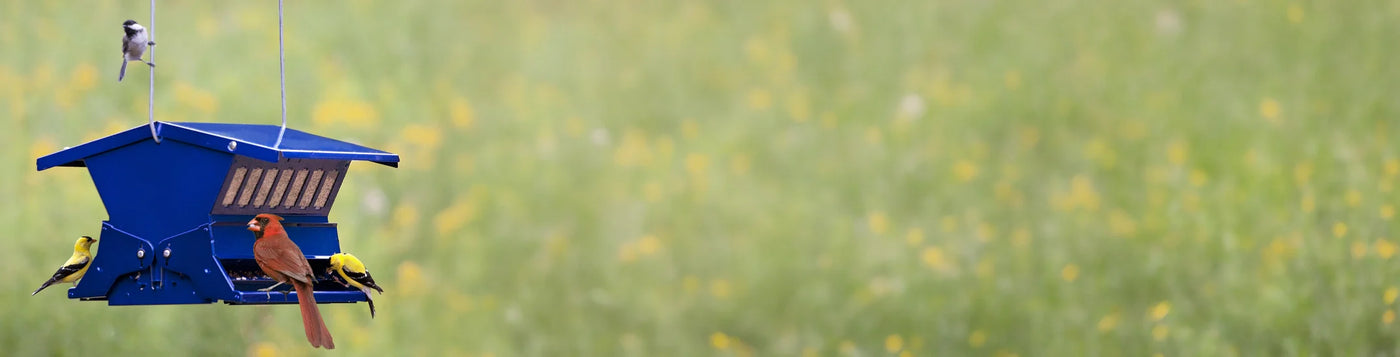 Bright blue bird feeder with a Northern Cardinal, American Goldfinches, and a Black-capped Chickadee, set against blurred meadow backdrop.