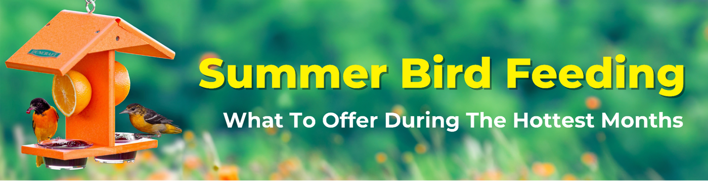 Summer Bird Feeding: What to Offer During the Hottest Months
