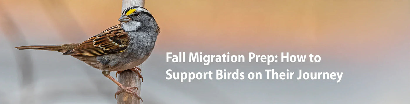 White-throated sparrow perched on a branch during fall migration with warm background.