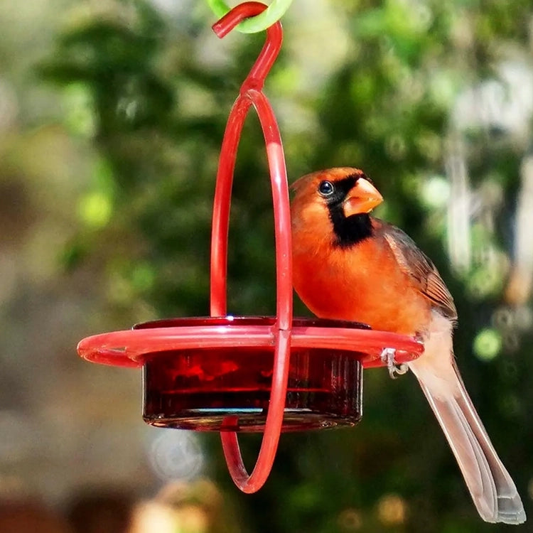 Red Hanging Sphere Feeder with Perch featuring a northern cardinal sitting on the feeder's wraparound perch, showcasing its durable steel frame and glass dish.