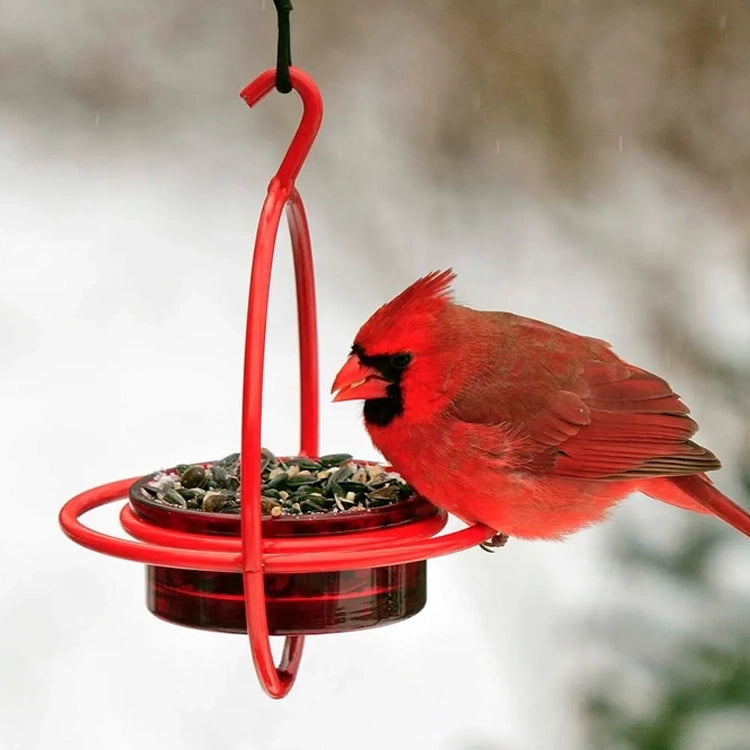 Red Hanging Sphere Feeder with Perch featuring a durable steel frame and glass dish. Ideal for attracting various birds with seeds or mealworms.