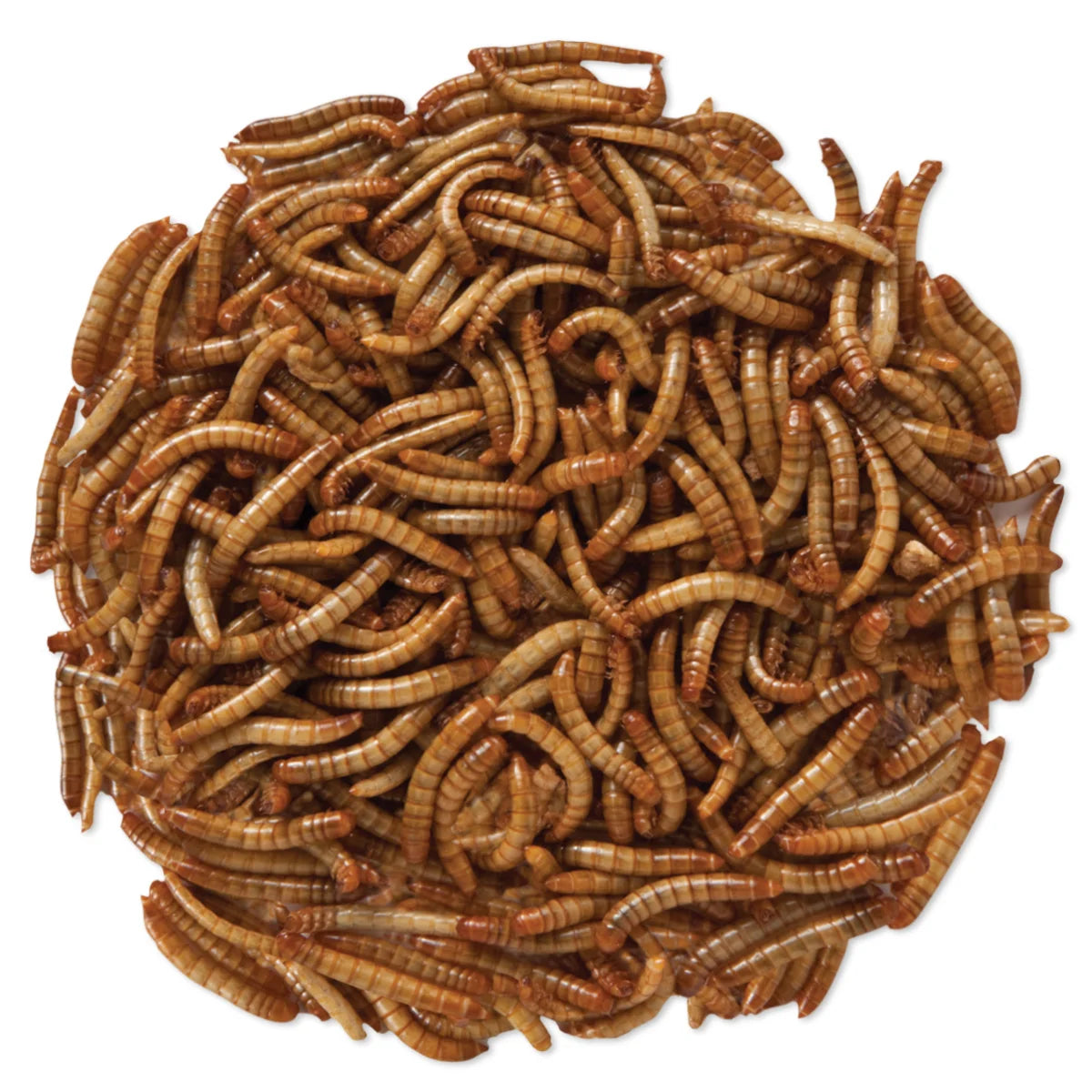 Close-up of live mealworms, 5000-count, ideal high-protein bird treat. Wriggling insects attract various birds. Requires refrigeration; contains 50% protein.