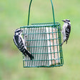 Two downy woodpeckers cling to the EZ Fill Suet & Block Feeding Basket, pecking at suet inside the green vinyl-coated wire mesh feeder.