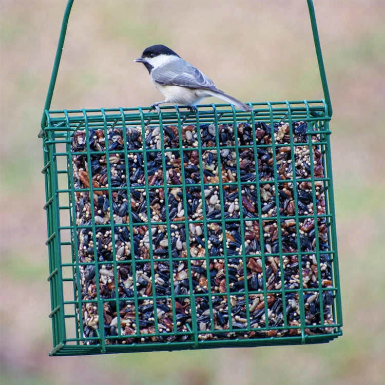 EZ Fill Suet & Block Feeding Basket with green wire mesh, holding a seed block. A black-capped chickadee perches on top, foraging.