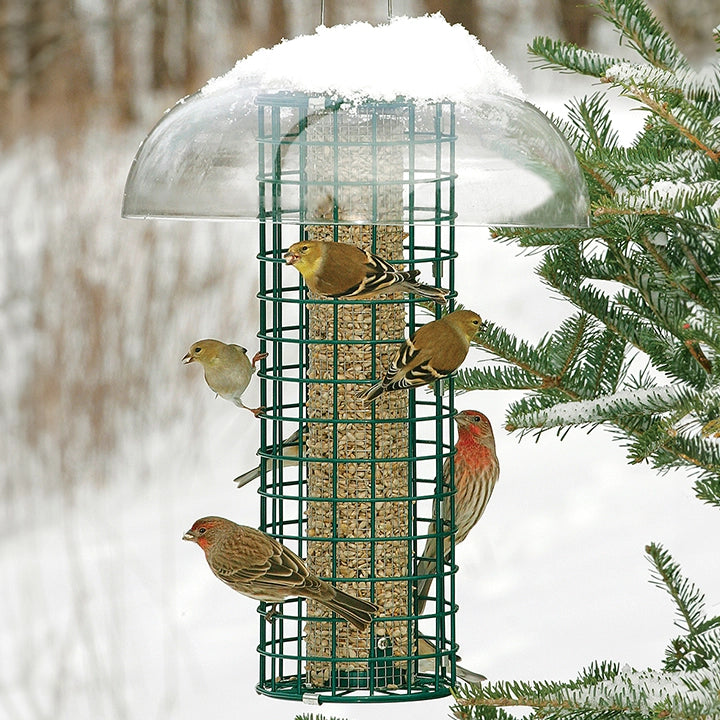 Duncraft Squirrel Blocker with Guard with snow and birds.