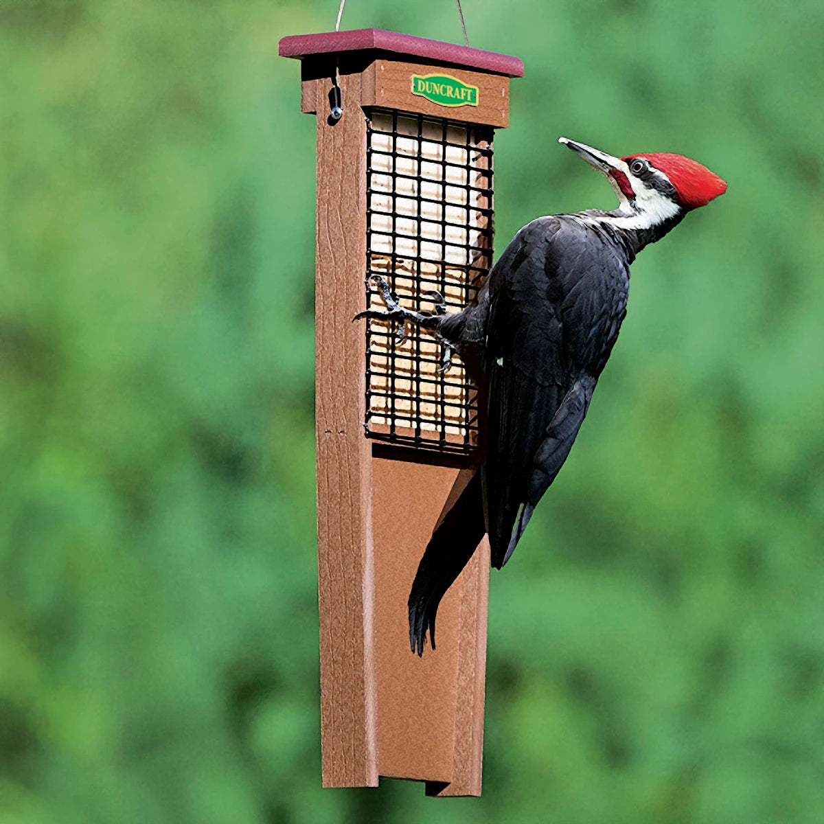 Duncraft Eco-Strong Tail Prop Suet Feeder with a woodpecker perched, feeding from both sides, utilizing tail rest for stability.