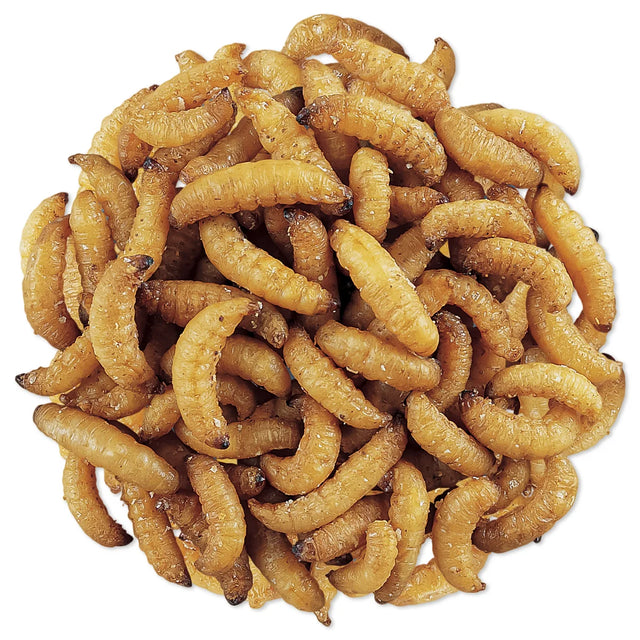 WaxSnax Roasted Waxworms, 2.8 oz., shown up close in a resealable bag, ideal for bird feeding with 100% roasted, high-protein waxworms.
