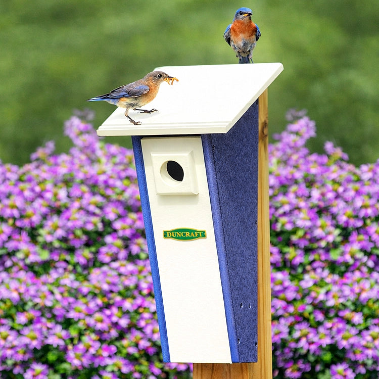 Duncraft Bird-Safe® Peterson Bluebird House featuring a bird perched on top, highlighting its predator lookout grooves and tapered design for bluebird protection.