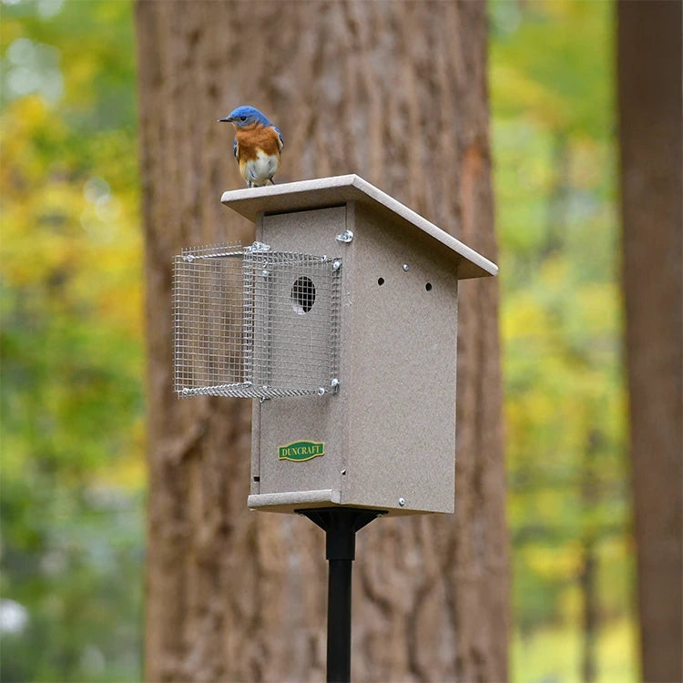 Duncraft Bird-Safe® Weathered Bluebird House on pole with metal Noel Guard, perched bluebird on roof, set in a forested area for safe nesting.