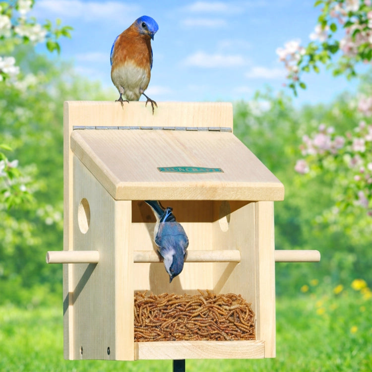 Duncraft Bluebird Move-A-Round Feeder & Pole with chickadee feeding on mealworms, bluebird perched above. Features perch, fly-through openings, and clearview panel.
