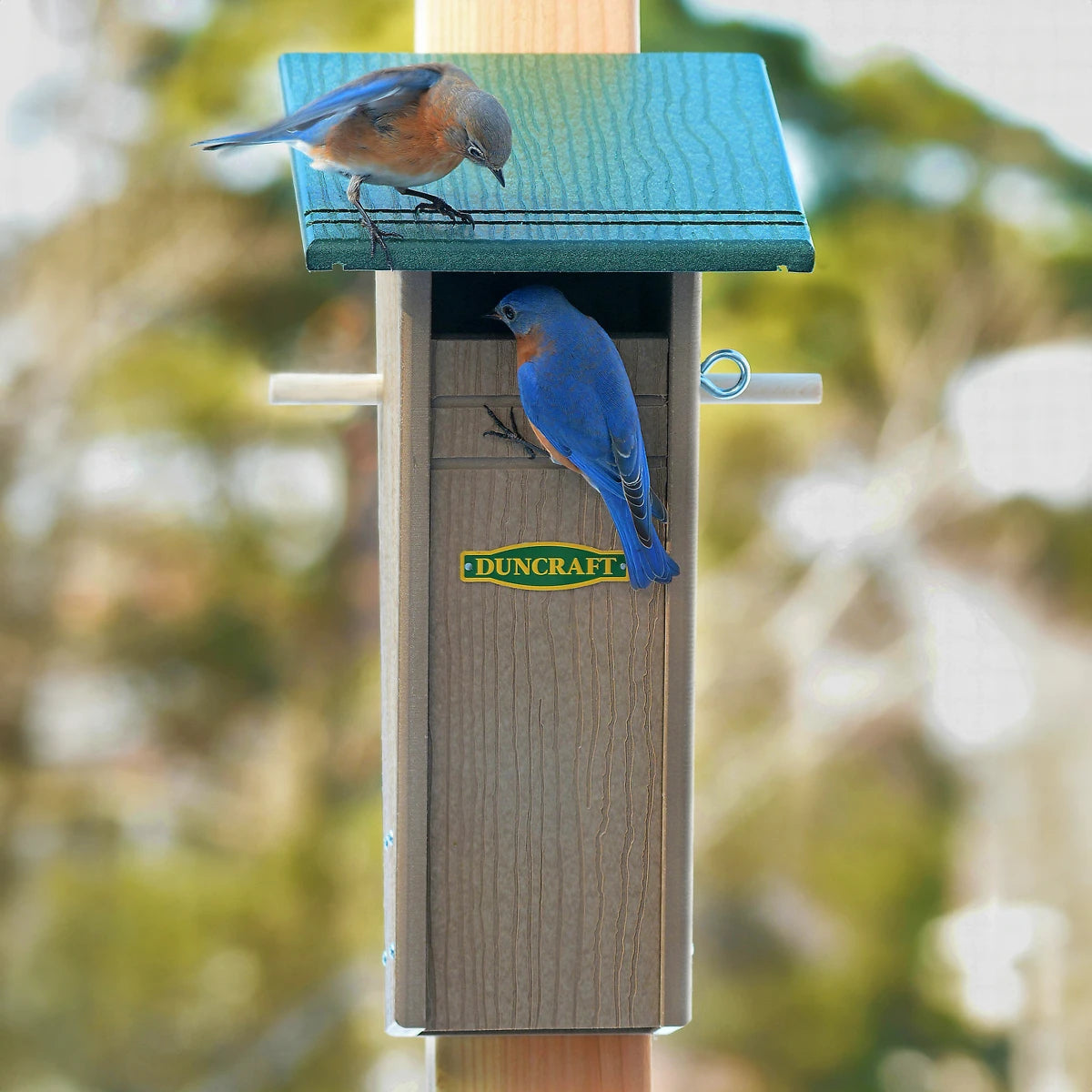 Duncraft Bird-Safe® Slotbox Peterson Bluebird House with two Eastern Bluebirds; one on the roof, another on the front, mounted on a post.