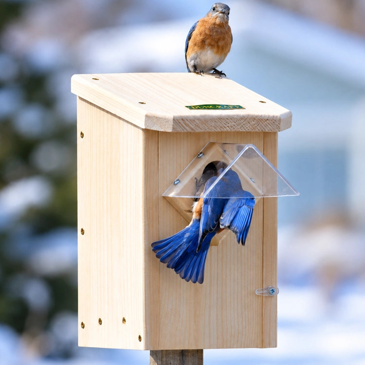 Duncraft Bluebird Winter Roost with Weather Guard on a post, featuring a bluebird at the entry and sitting on top of the house, showcases predator and weather protection with a clear plastic guard. Set in a winter background.