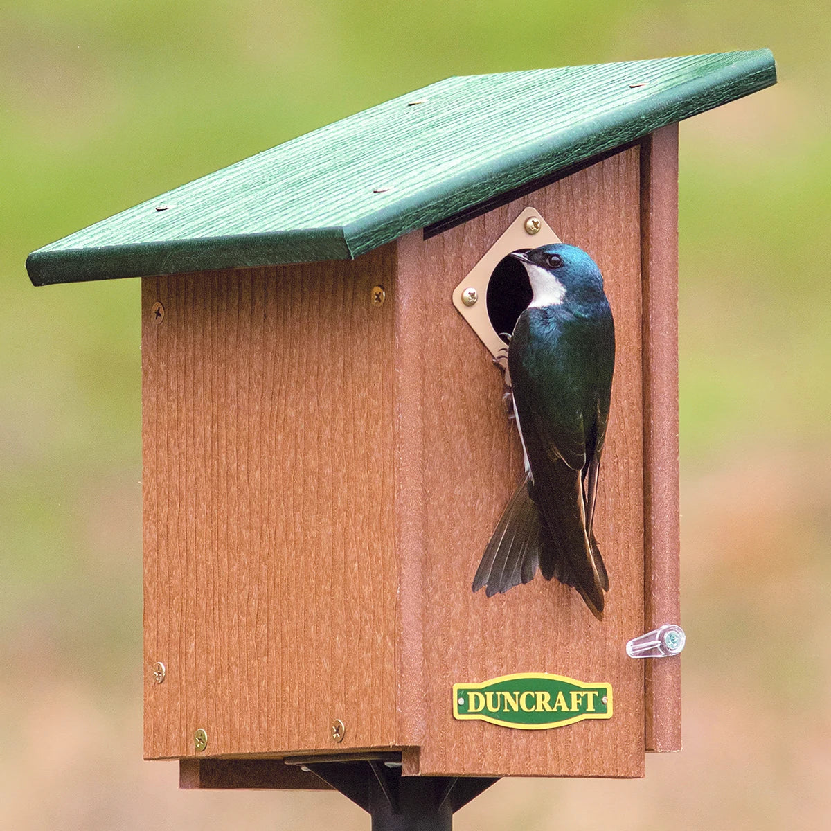 Duncraft Bird-Safe® Classic House & Pole: Wooden bird-nest box with green roof, brass entry plate, and a tree swallow perched at the entrance.