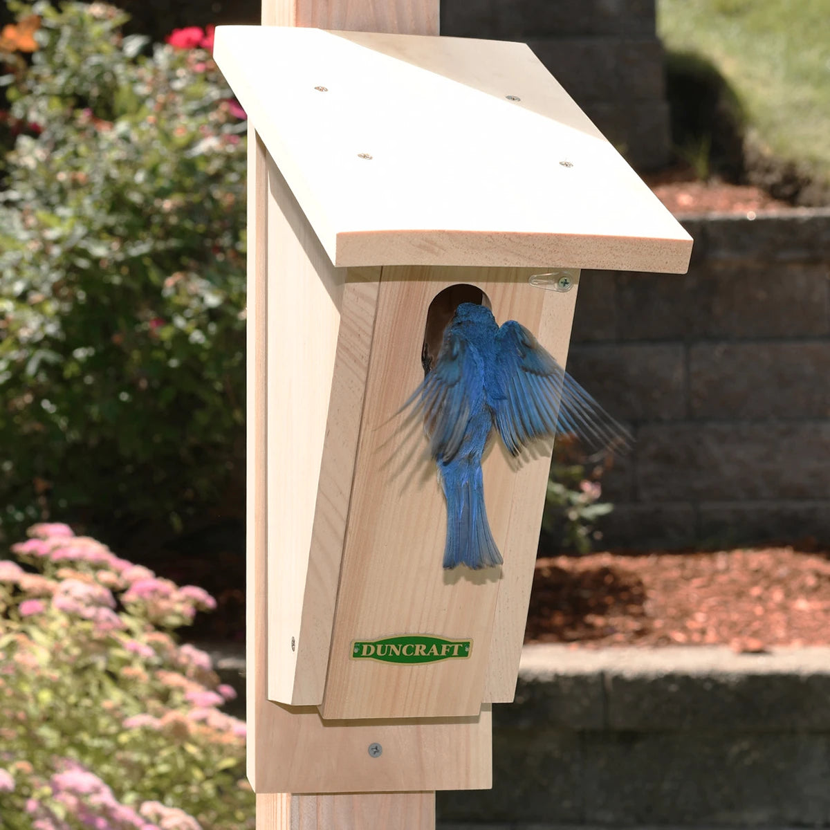 Duncraft Sloped Front Bluebird House on post in garden, with an eastern bluebird entering the oval entry. Features protective, sloping roof and easy-clean front panel.