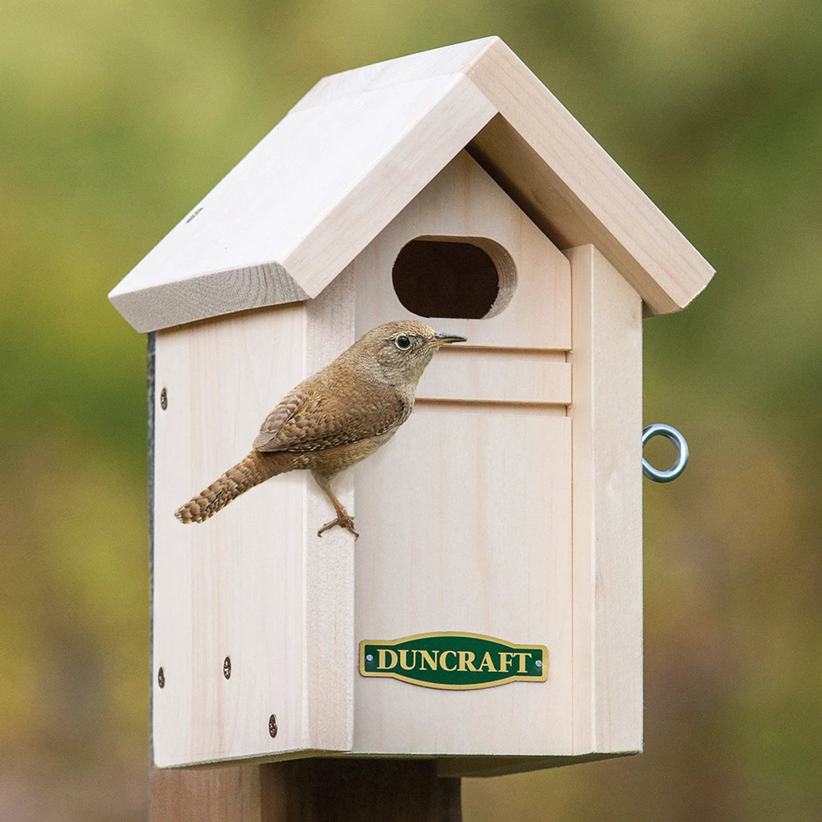 Duncraft Wren Cabin Bird House with a small wren perched below the oval entry hole, showcasing grooved perches and natural-wood construction.