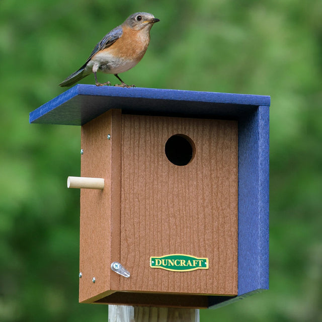 Duncraft Wind Block Bluebird House with perched eastern bluebird, featuring wind block panel and side perch, mounted in a natural outdoor setting.