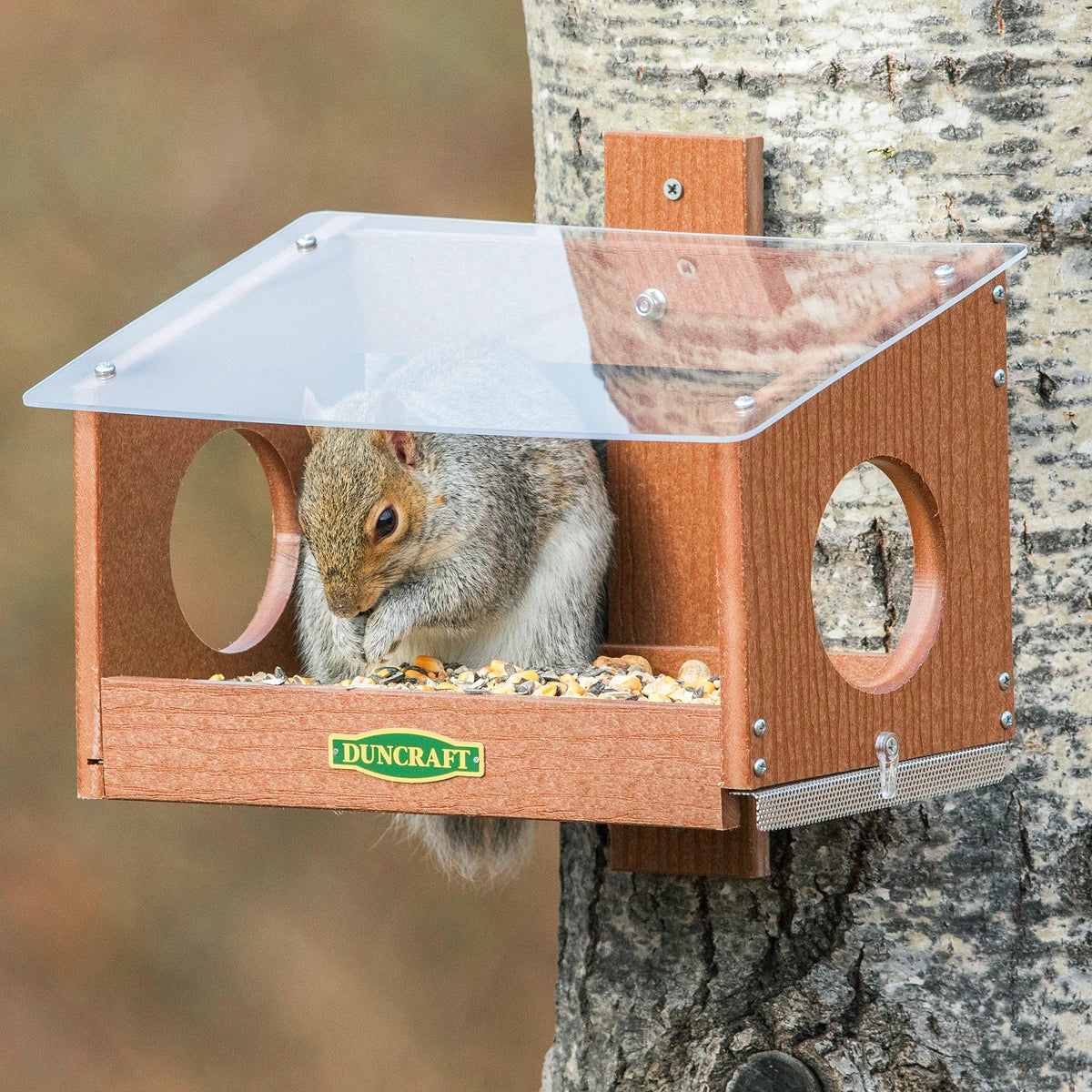 Squirrel Scramble Feeder: A gray squirrel eats seeds inside a wooden feeder with a clear plastic roof, mounted on a tree, designed for easy squirrel access.