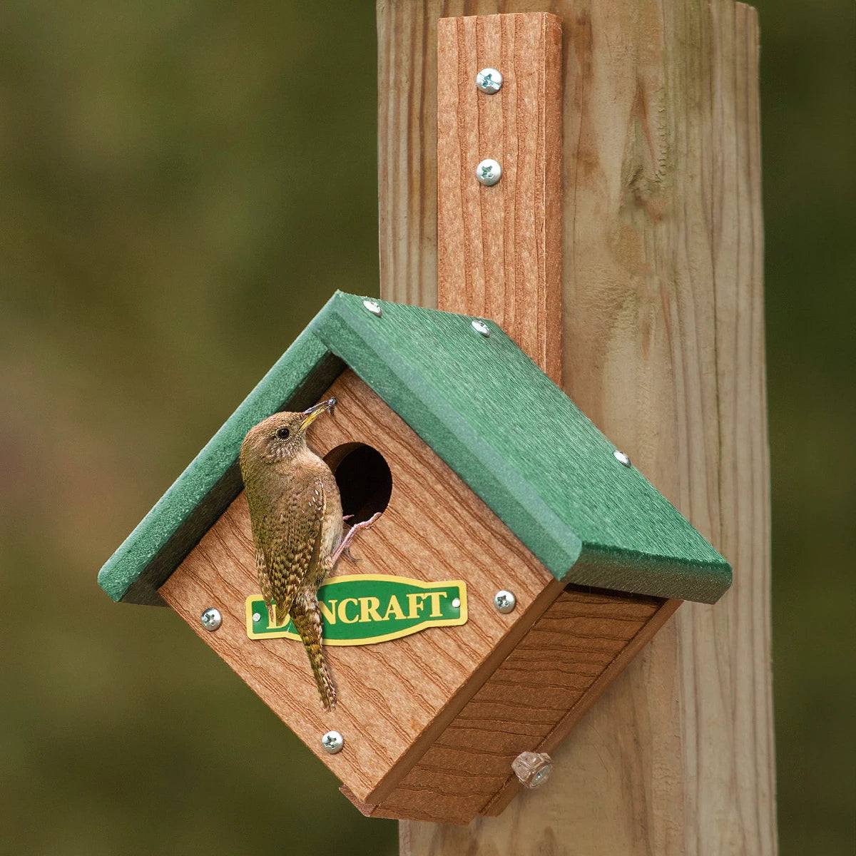 Duncraft EZ Mount Wren Diamond House: A small wooden birdhouse with a green roof, featuring a wren and a 1-inch entry hole for safe nesting.