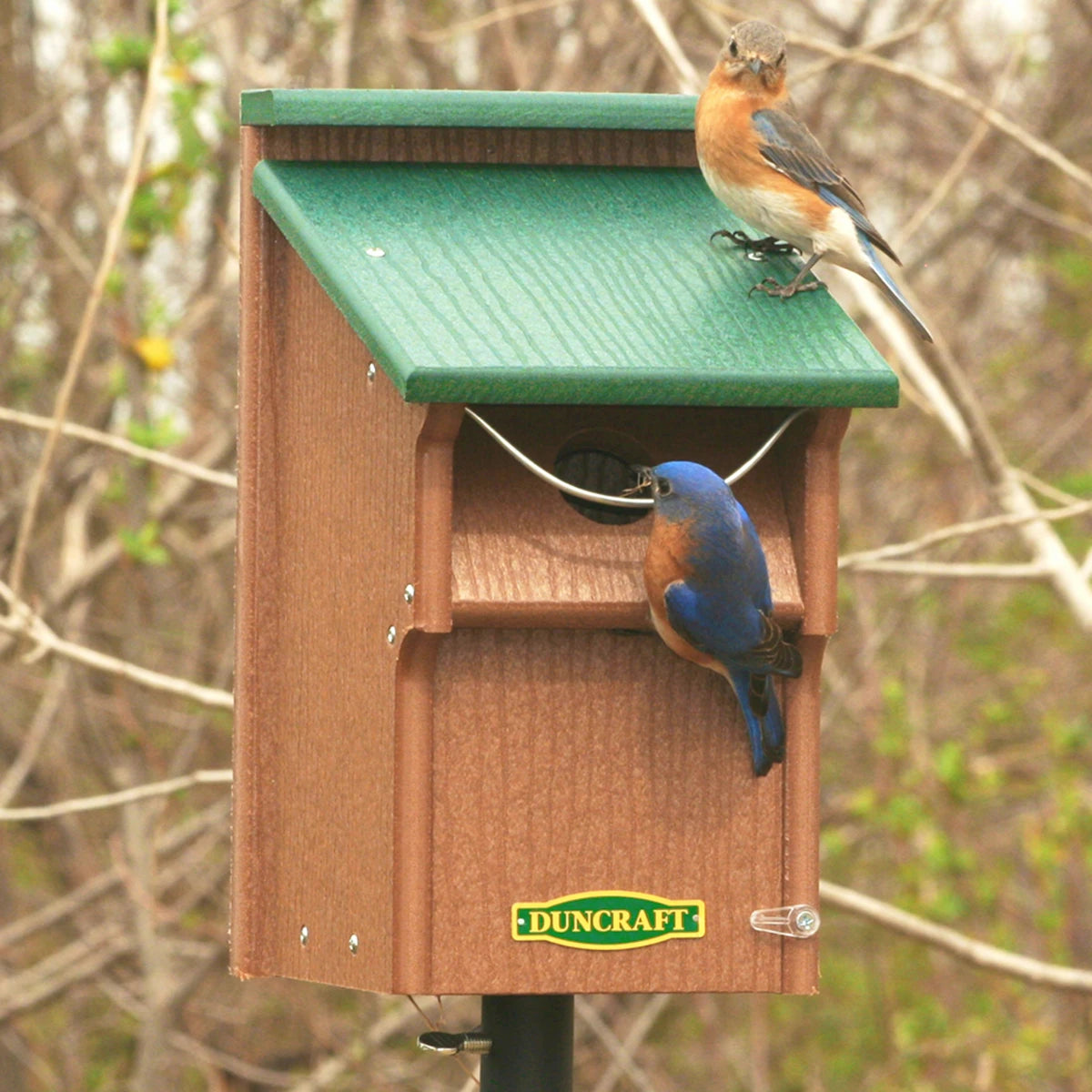 Duncraft Bluebird Swing Guard Bird House with two Eastern Bluebirds; one on the roof, another at the entrance hole, mounted on a pole.