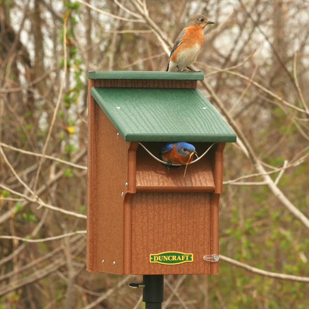 Duncraft Bluebird Swing Guard Bird House on a pole, featuring a female bluebird on the roof and a male with nesting material at the entrance.