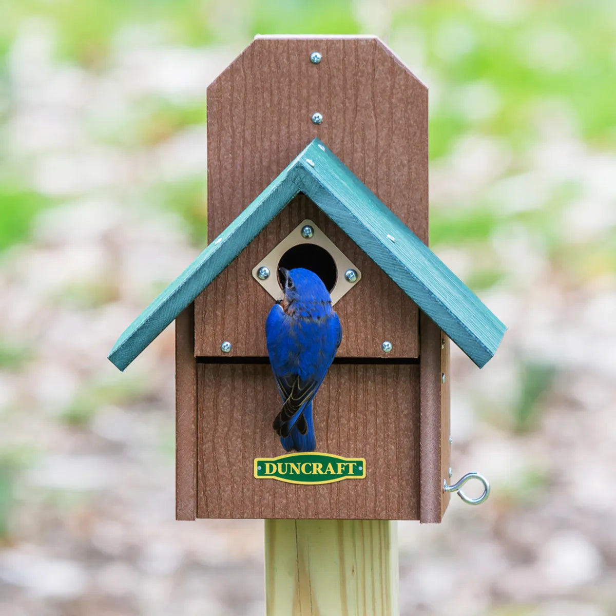 Duncraft Bird-Safe® Out of Reach Bird House with teal roof, bluebird at entrance, predator guard, metal portal, and easy-clean front panel.