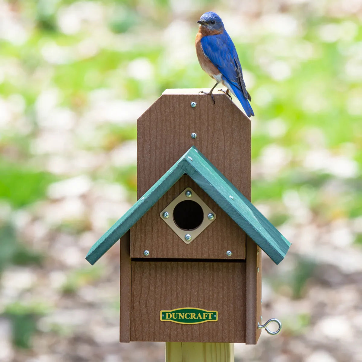 Duncraft Bird-Safe® Out of Reach Bird House with a bluebird perched on top, featuring a predator guard and easy-clean panel, mounted on a post.