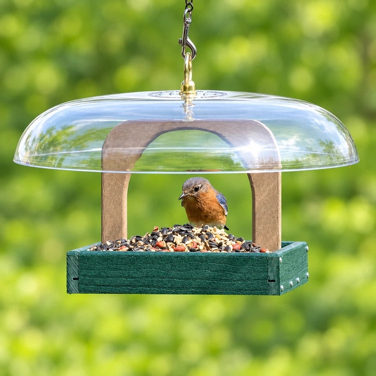 Bluebird inside a green platform bird feeder filled with mixed seed and sheltered by a clear dome roof.