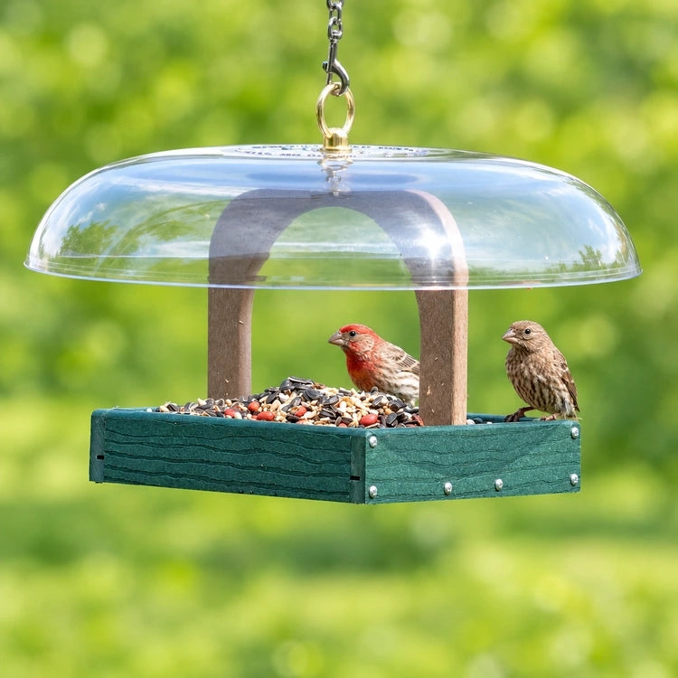 Male and female house finches sharing a green hanging platform bird feeder with a clear dome roof.