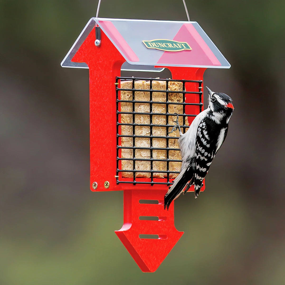 Red Arrow Suet Feeder with a Woodpecker eating suet.