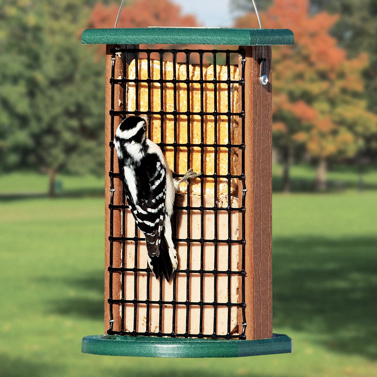 Duncraft Twin Suet Platform Feeder with a Downy Woodpecker feeding, features two suet cakes and wide perches for multiple birds.
