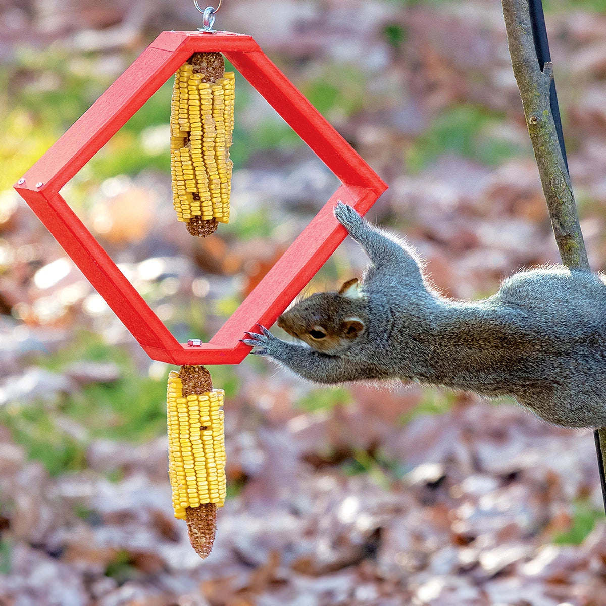 Duncraft Spinning Squirrel Feeder with corn cobs, entertaining a squirrel as it reaches in, designed to distract from bird feeders.