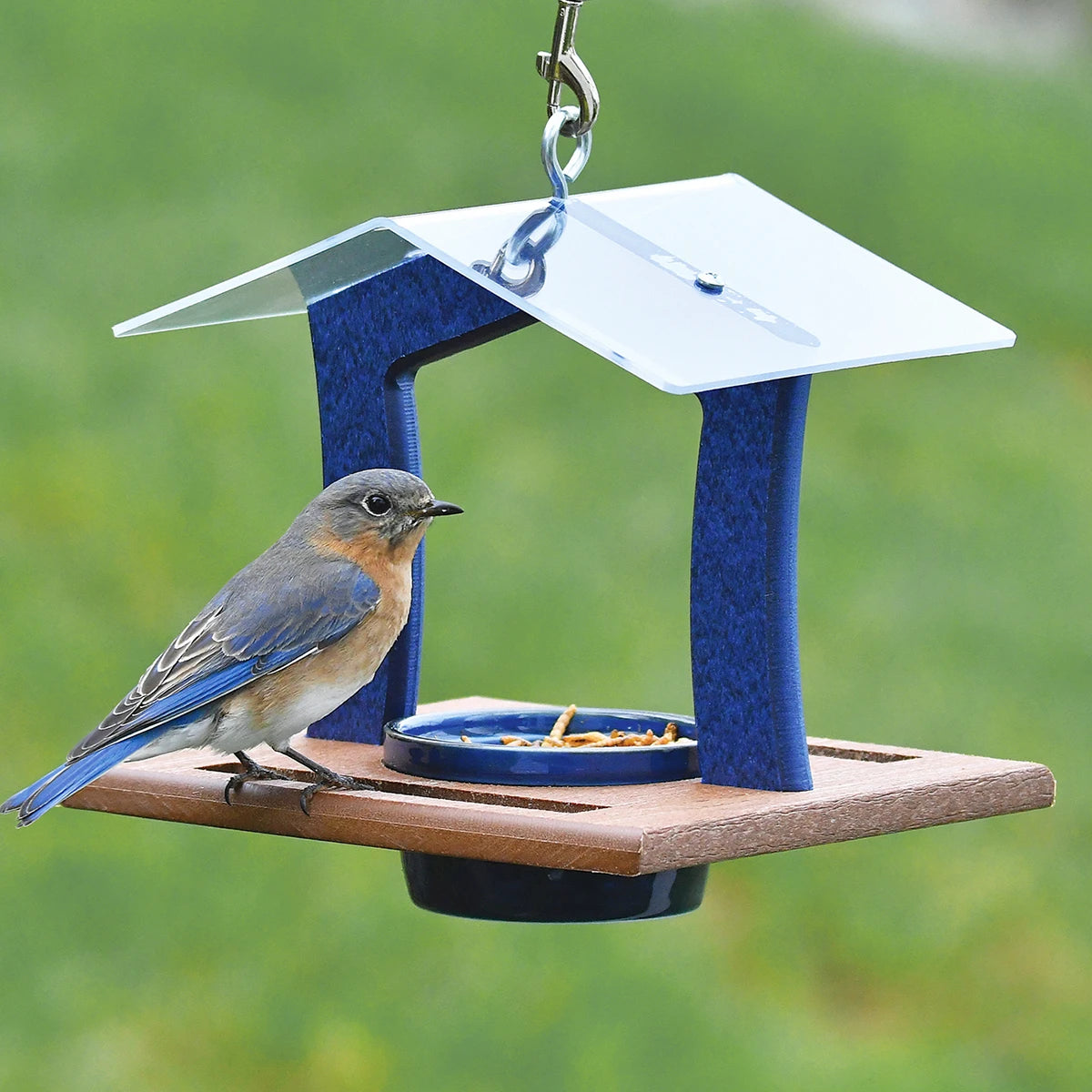 Duncraft Elegant Bluebird Feeder with wooden platform, blue supports, and clear roof; features a dish of mealworms and an Eastern Bluebird perched on it.