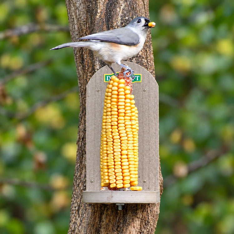 Tufted titmouse holding a corn kernel while perched above a corn cob on a tan Duncraft Squirrel Tree Stand Feeder.