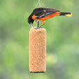 Baltimore Oriole pecks at Peanut Delight Suet Log, a cylindrical suet feeder with a no-melt formula, ideal for attracting various bird species year-round.
