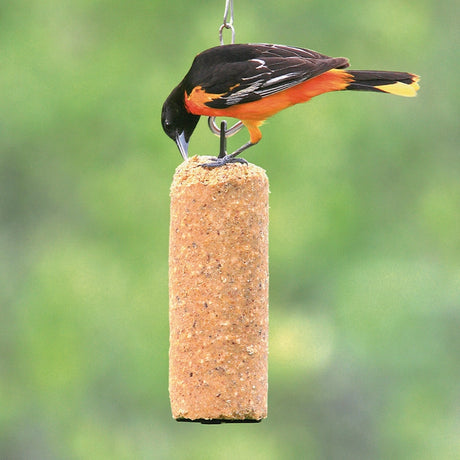 Baltimore Oriole pecks at Peanut Delight Suet Log, a cylindrical suet feeder with a no-melt formula, ideal for attracting various bird species year-round.