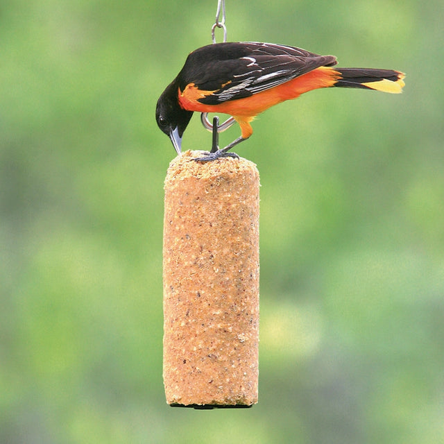 Baltimore Oriole pecks at Peanut Delight Suet Log, a cylindrical suet feeder with a no-melt formula, ideal for attracting various bird species year-round.