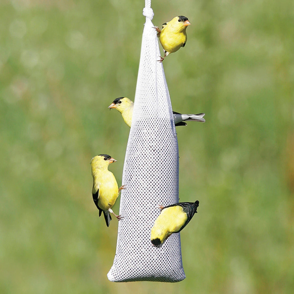 Ready To Use Nyjer® Sack featuring multiple birds perched on it, including close-ups of yellow birds and a bird with a worm in its beak.