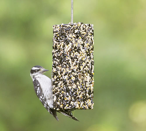 Duncraft Songbird Snack Bar: A woodpecker eats from a nutrient-packed bird feeder filled with black-oil sunflower, yellow corn, striped sunflower, and millet, hanging outdoors.
