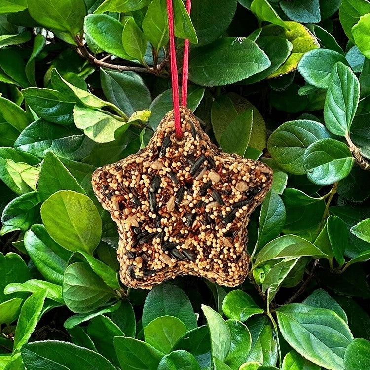 A star-shaped bird seed ornament hanging from a red string, nestled among green leaves.